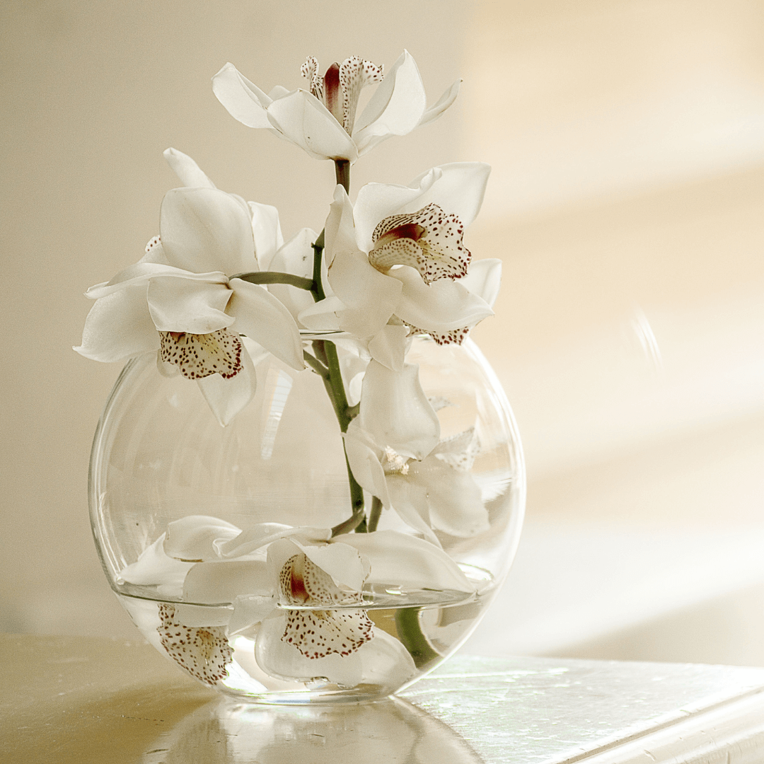 Orchid flowers in a vase